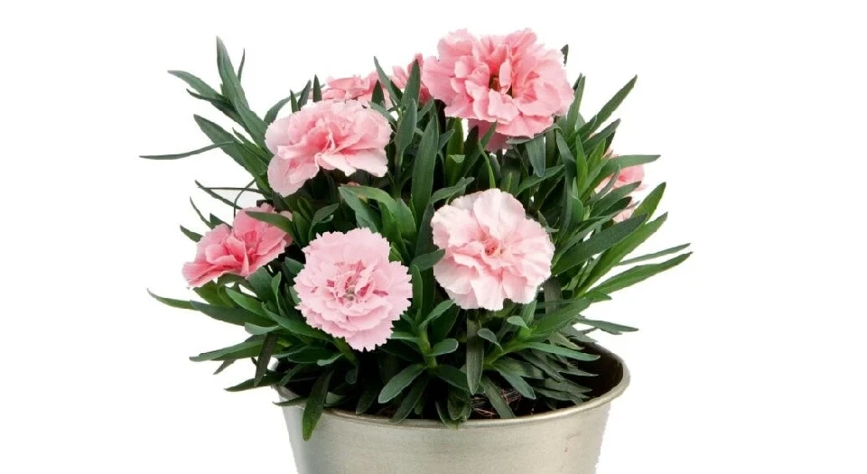 Карамфил КАРАМФИЛ PINK