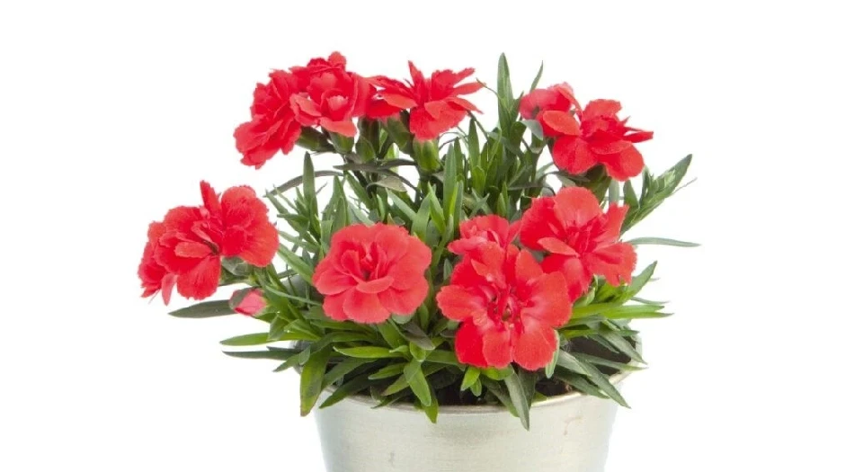 Карамфил КАРАМФИЛ RED