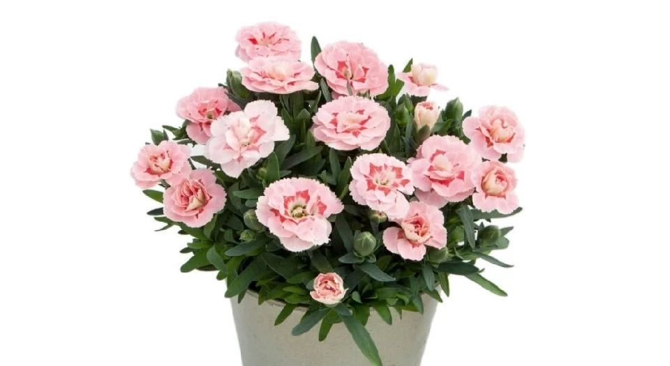 Карамфил КАРАМФИЛ PINK STAR