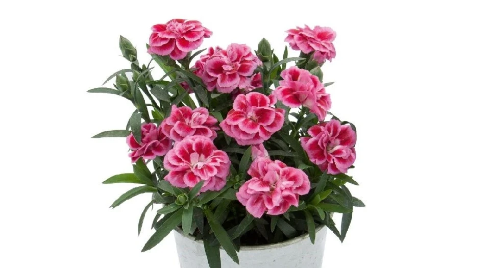 Карамфил КАРАМФИЛ VIOLET AND PINK