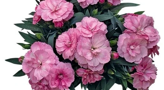 Карамфил КАРАМФИЛ LIGHT ROSE