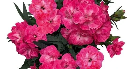 Карамфил КАРАМФИЛ NEON PINK