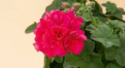 Сакъзчета САКЪЗЧЕ HOT PINK