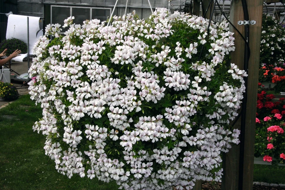 Алпйски Сакъз АЛПИЙСКО САКЪЗЧЕ WHITE