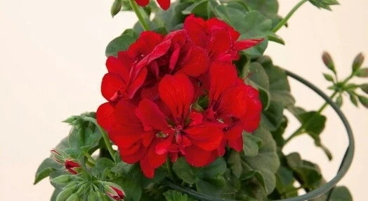 Сакъзчета САКЪЗЧЕ RED