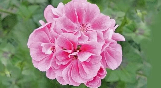 Сакъзчета САКЪЗЧЕ FROSTY PINK