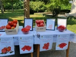 Домати Розово сияние