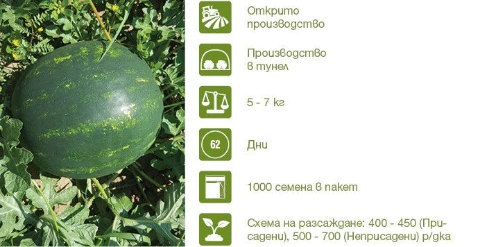 Дини Мирза F1