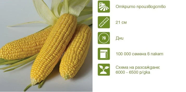 Царевица GSS 1477 F1