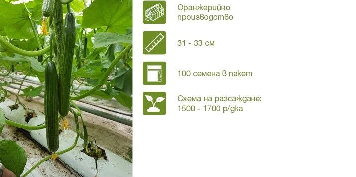 Краставици Балдер F1