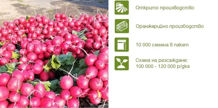Репички Стелар F1