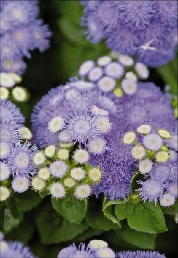 Едногодишни Ageratum Blue Hawaii