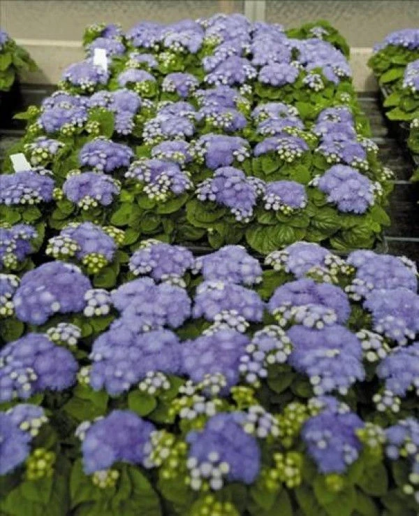 Ageratum Blue Hawaii
