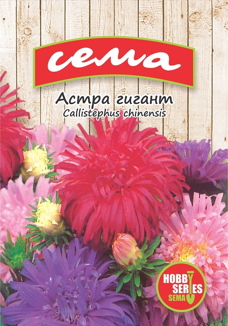 Едногодишни Астра Гигант