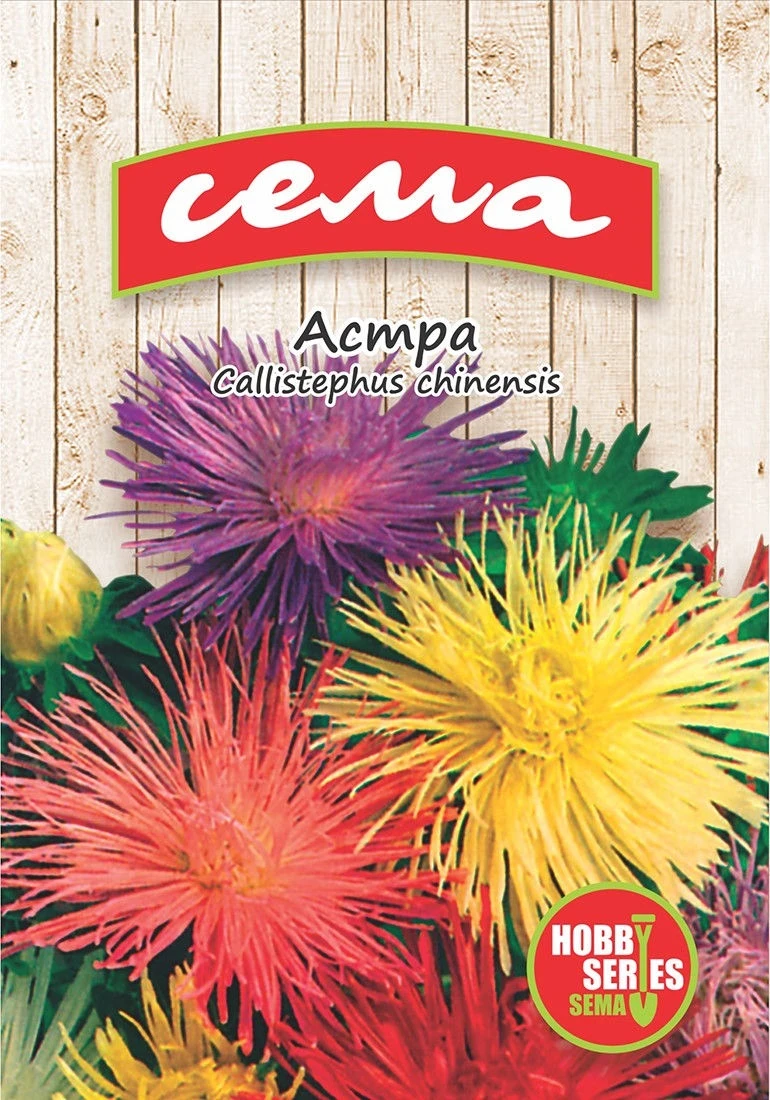 Едногодишни Астра Игли