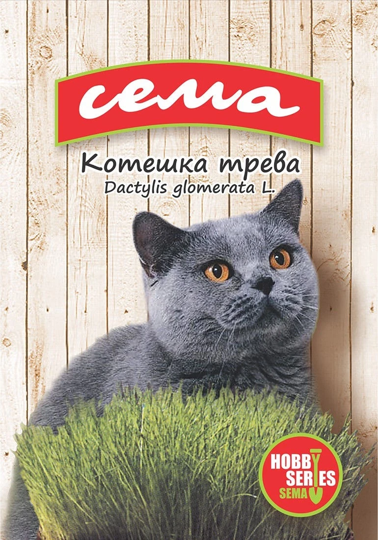 Едногодишни Котешка трева