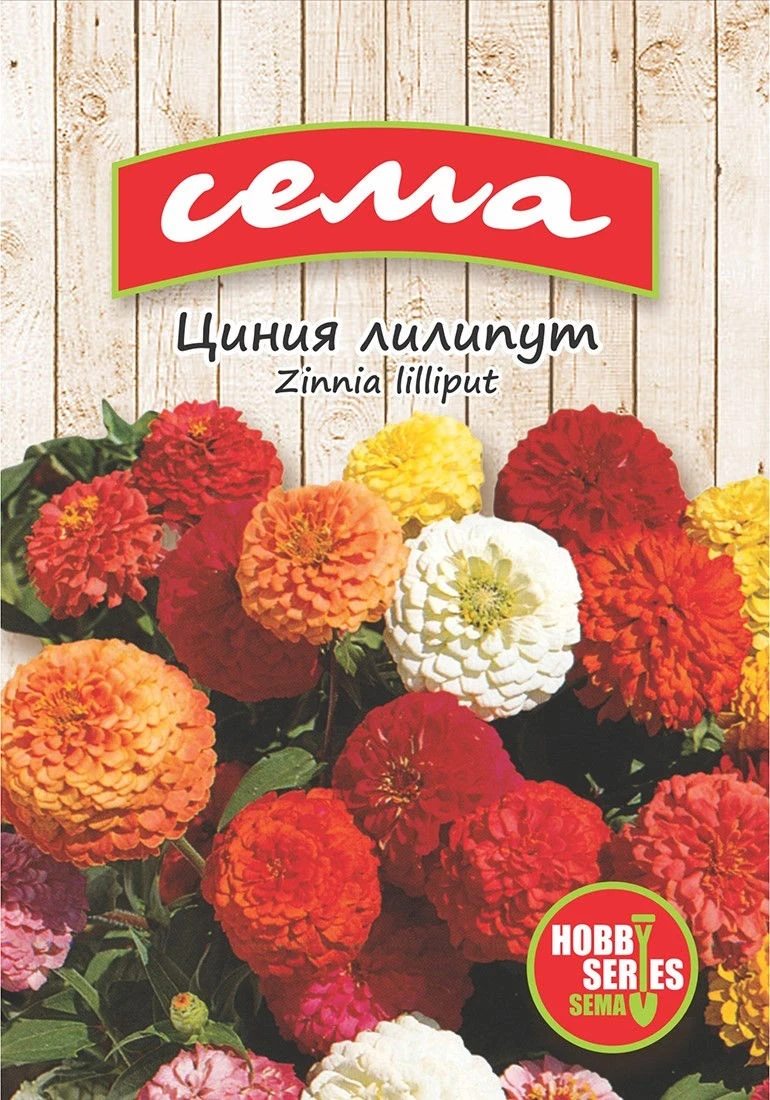Едногодишни Циния Лилипут