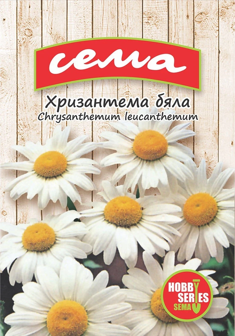 Многогодишни Хризантема бяла