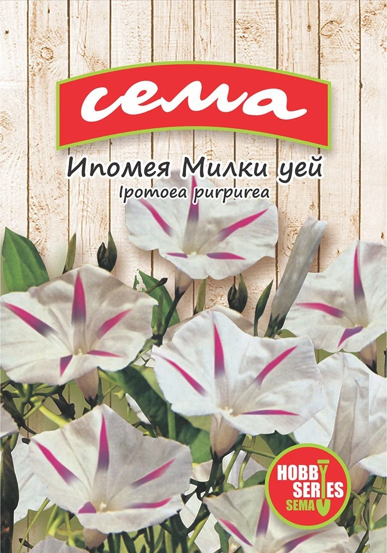 Едногодишни Ипомея Милки Уей
