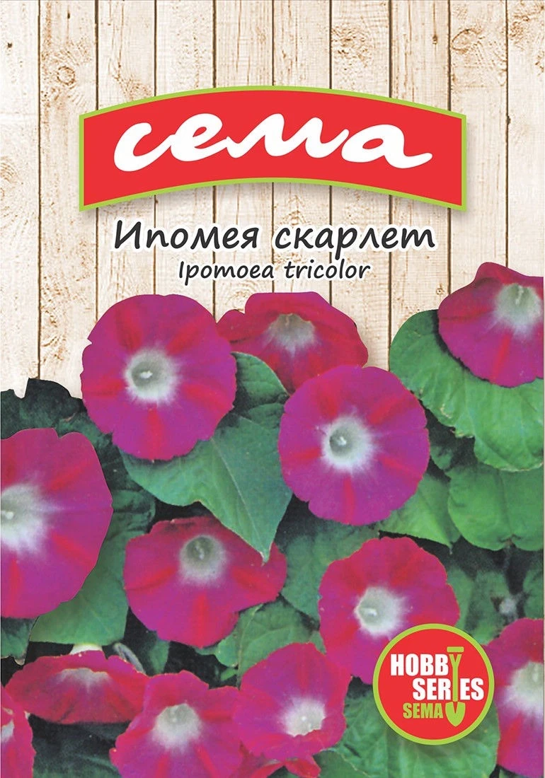 Едногодишни Ипомея Скарлет