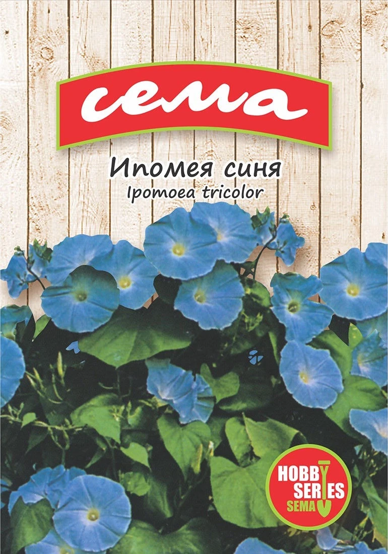 Едногодишни Ипомея Синя