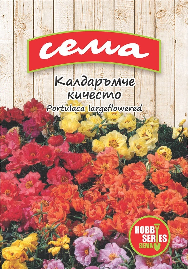 Едногодишни Калдаръмче Кичесто