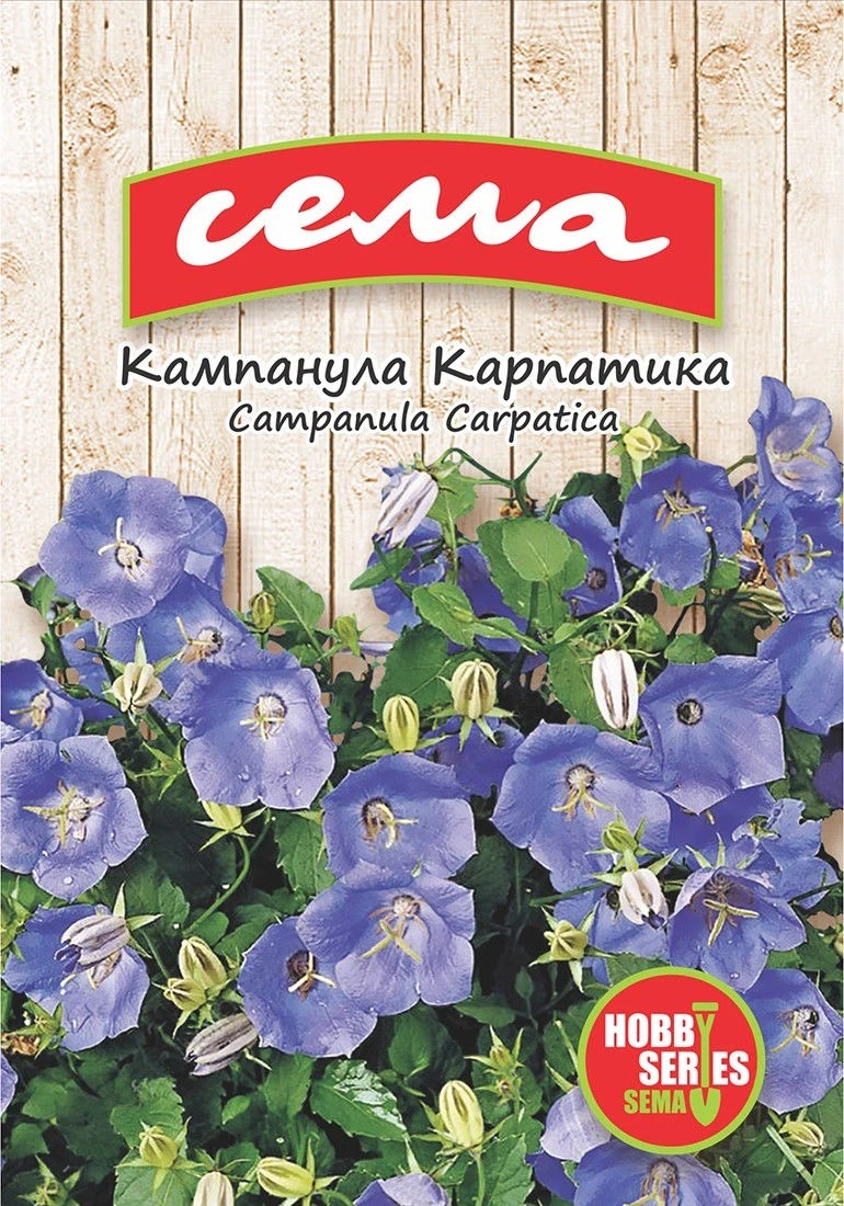 Многогодишни Кампанула Карпатика