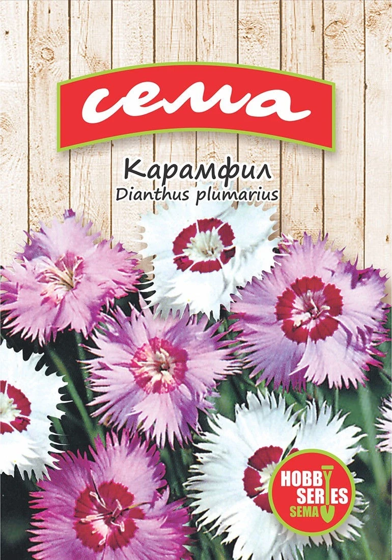 Многогодишни Карамфил