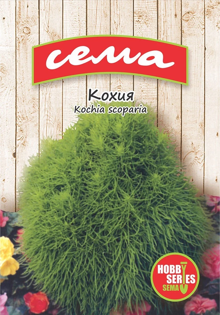 Едногодишни Кохия