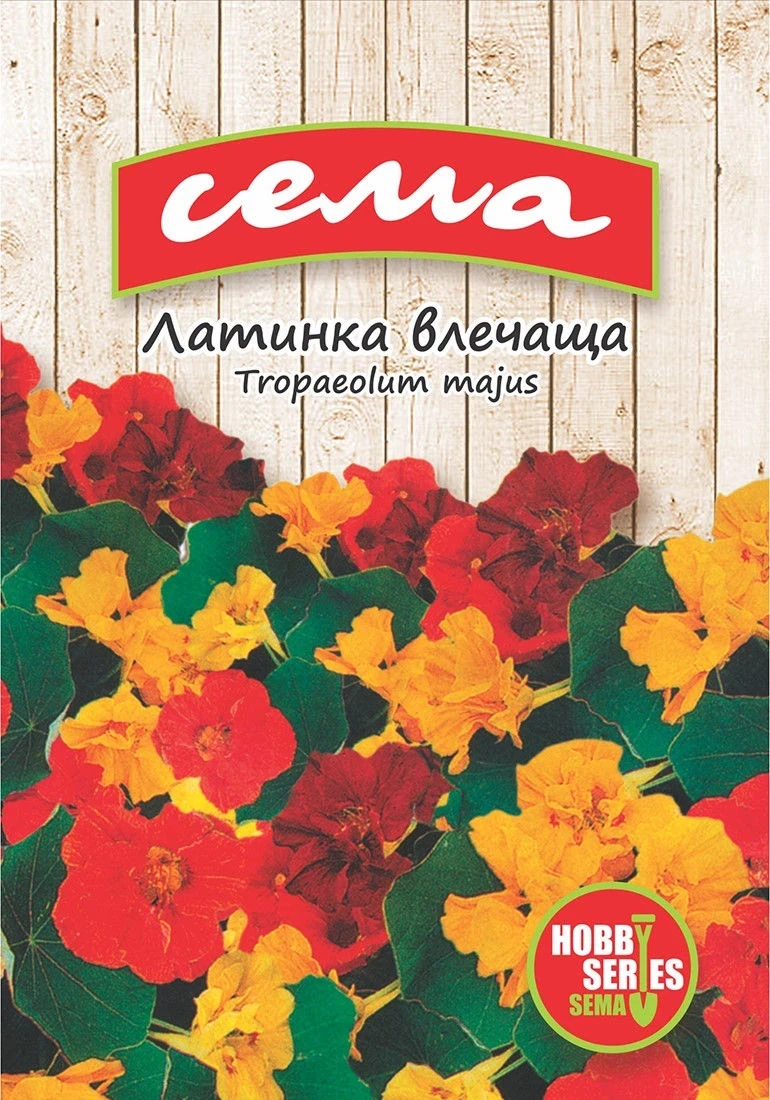 Многогодишни Латинка Влачеща