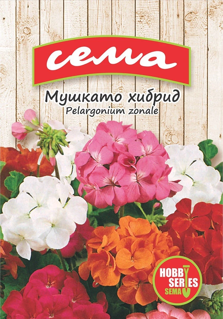 Едногодишни Мушкато Хибрид