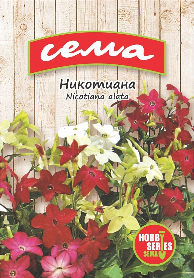 Едногодишни Никотиана