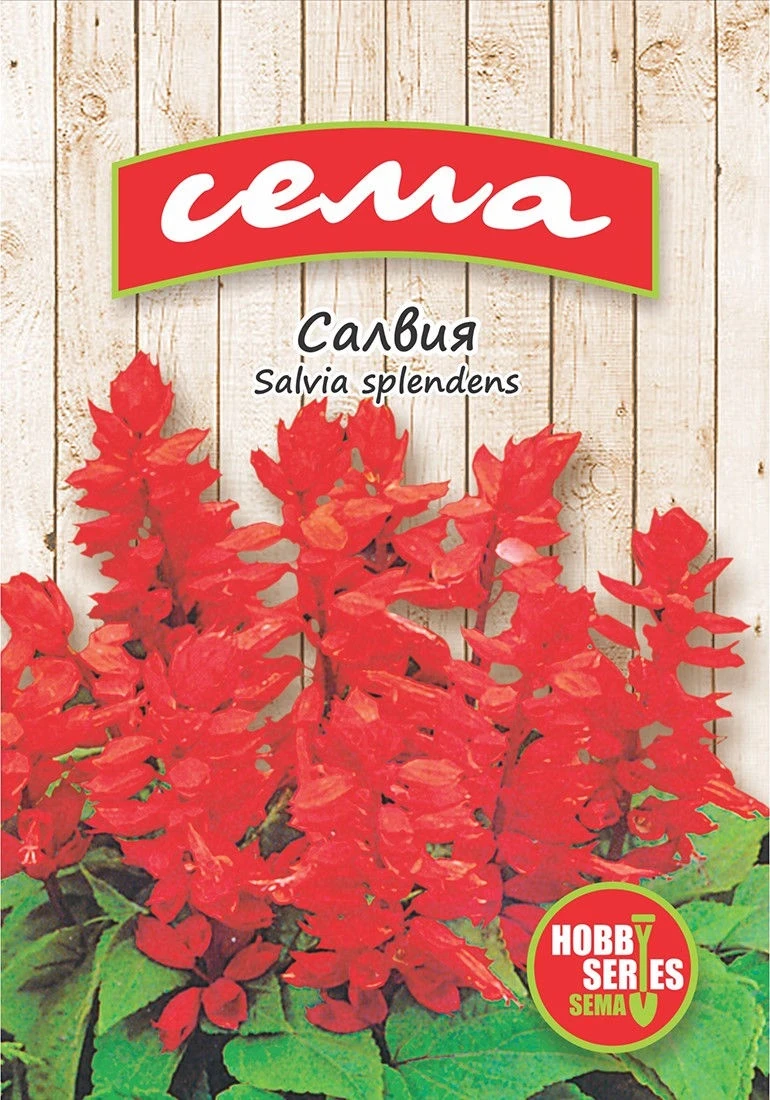 Едногодишни Салвия