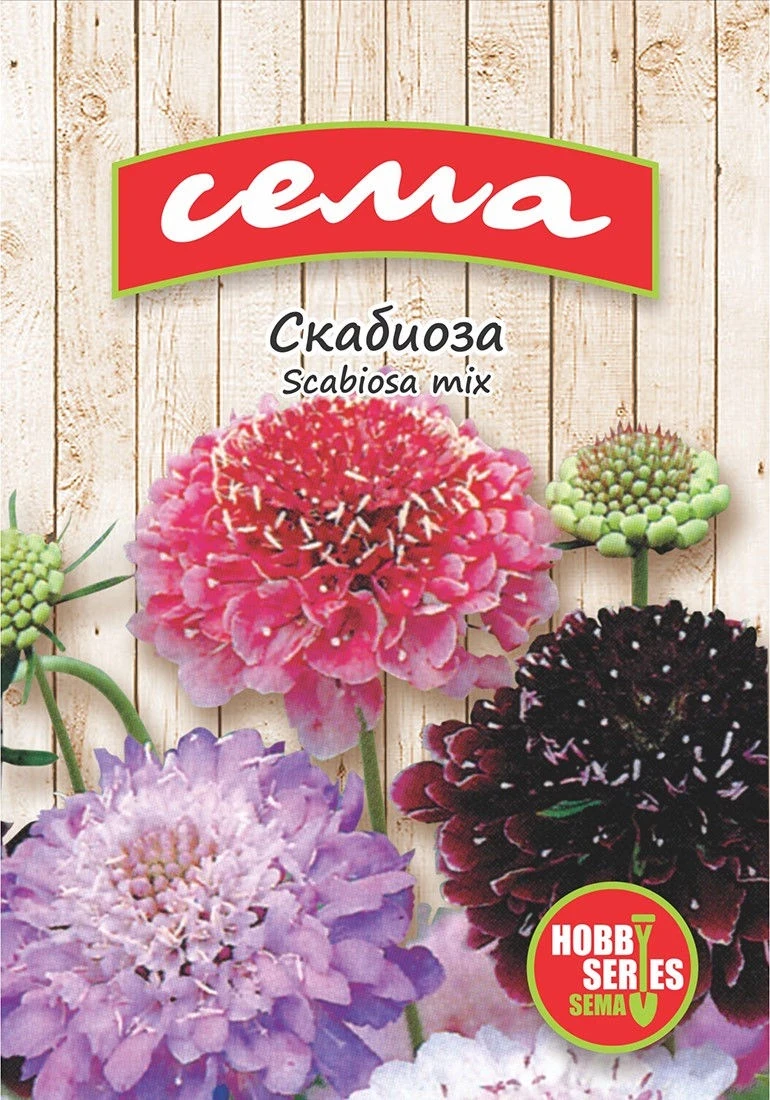 Едногодишни Скабиоза