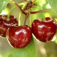 Череши ЧЕРЕША ЪРЛИ ЛОРИ