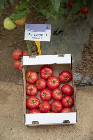 Домати Астериус F1 / Asterius F1 /