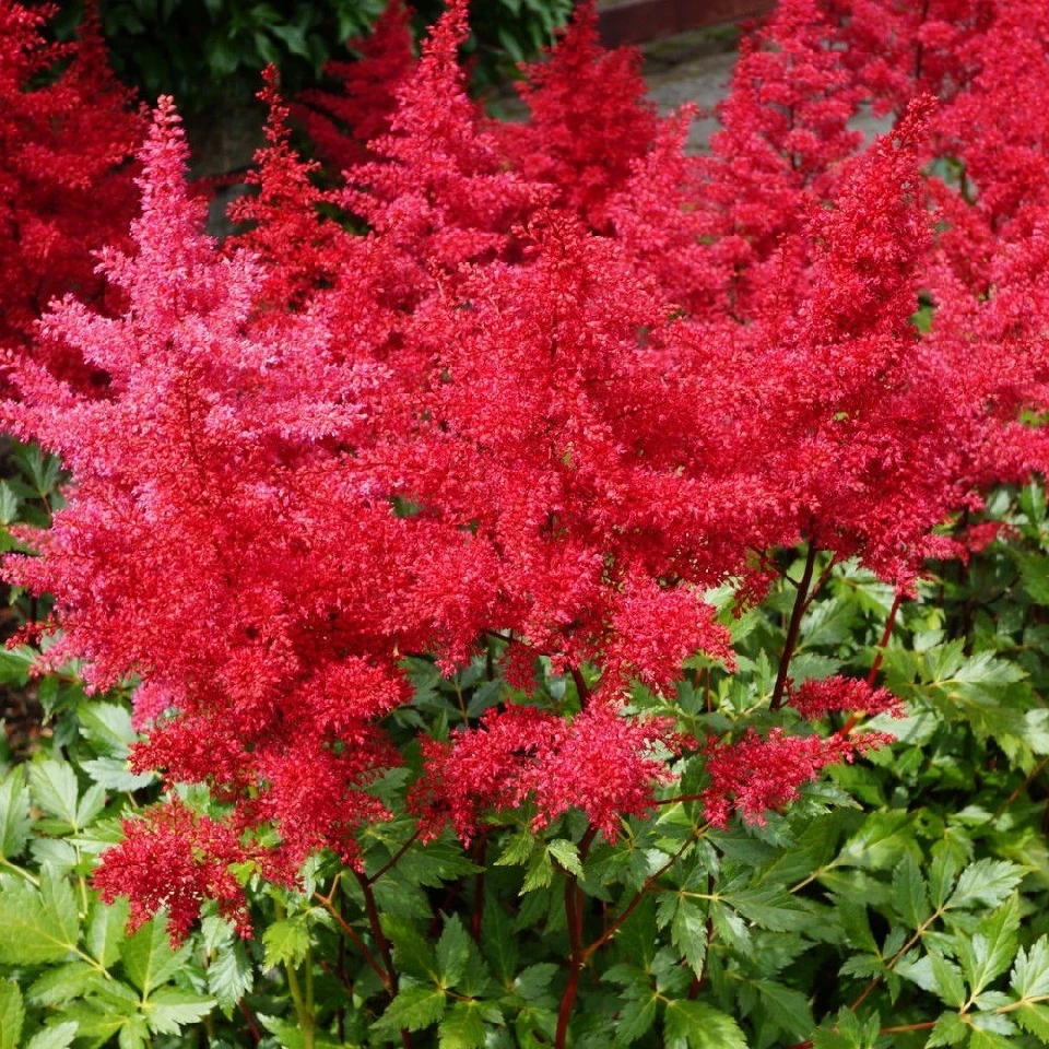 Астилбе АСТИЛБЕ RED