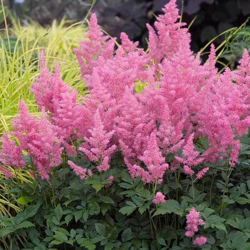 Астилбе АСТИЛБЕ PINK
