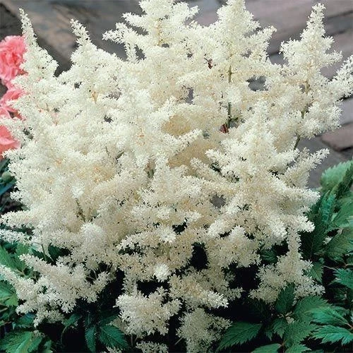 Астилбе АСТИЛБЕ WHITE