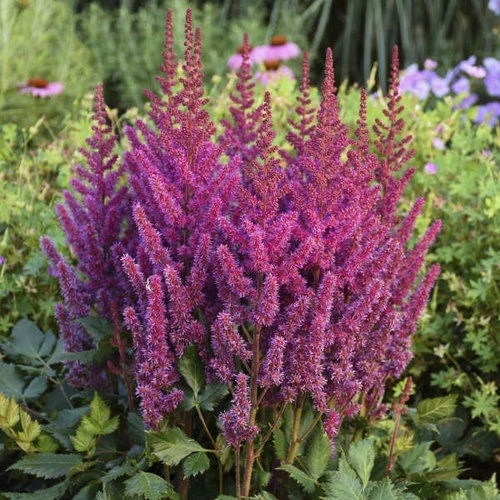 Астилбе АСТИЛБЕ PURPLE
