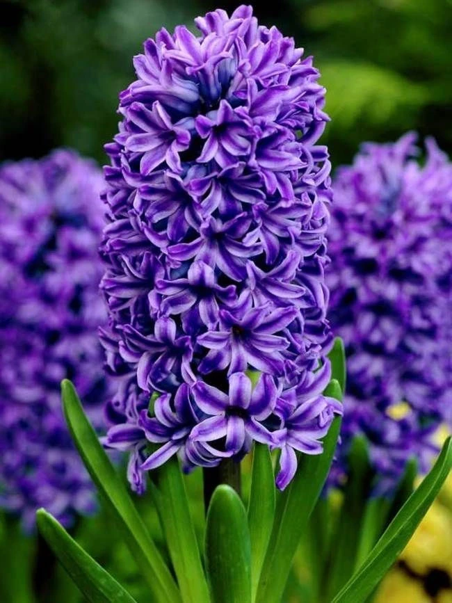 Зюмбюли ЗЮМБЮЛ DELFT BLAUW