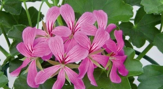 Алпйски Сакъз АЛПИЙСКО САКЪЗЧЕ LILAC