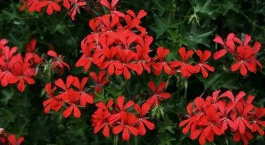 Алпйски Сакъз АЛПИЙСКО САКЪЗЧЕ RED