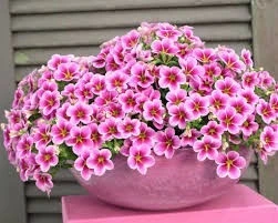 Калибрахое КАЛИБРАХОЕ PINK BARBADOS
