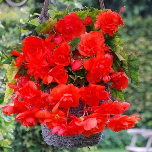 Бегония БЕГОНИЯ PENDULA RED