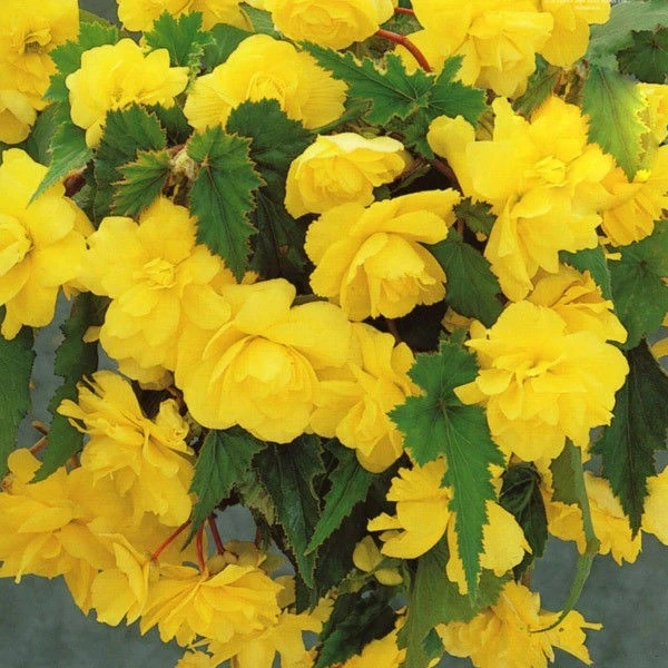 Бегония БЕГОНИЯ PENDULA YELLOW