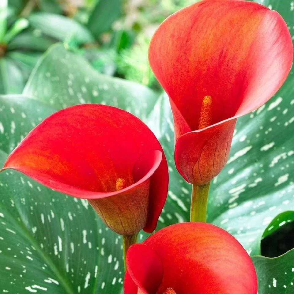 Кала КАЛА RED