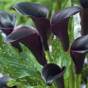 Кала КАЛА BLACK