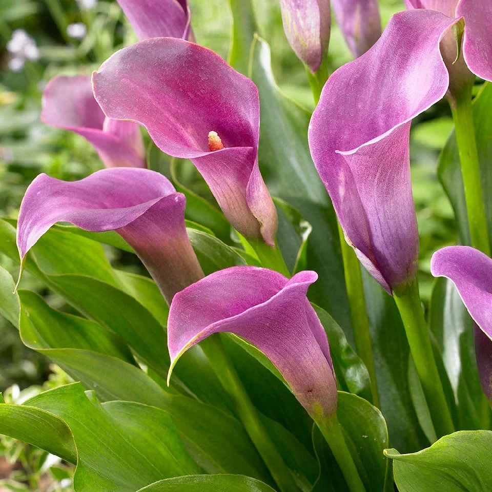 Кала КАЛА PINK