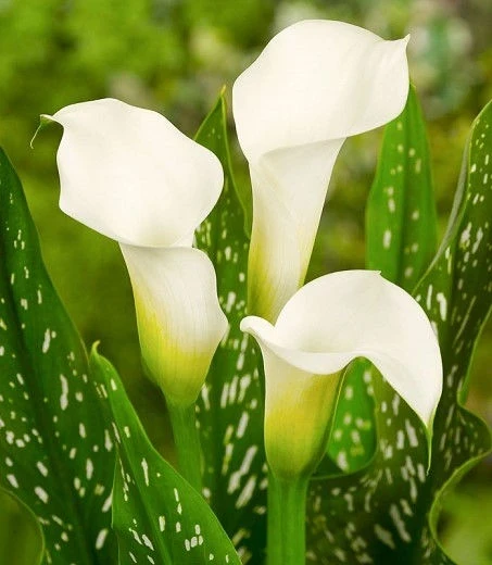 Кала КАЛА WHITE